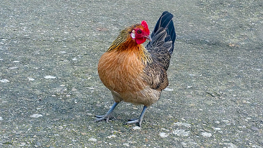 单独站立家禽脚鸡男性宠物爬坡花园红色动物农场地面图片