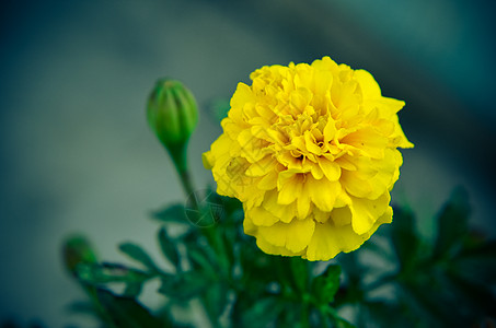 密密密的花朵中圆圈季节场地飞沫生长庆典环境背景橙子植物图片