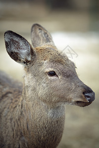白尾鹿树木斑点森林尾巴哺乳动物耳朵农村草地场地动物图片