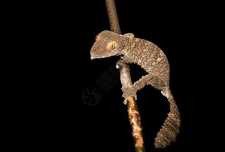 巨型叶尾壁虎 乌罗普拉图斯芬布里亚图斯 马达加斯加皮肤漫画家叶子公园生活动物蜥蜴热带眼睛动物群图片