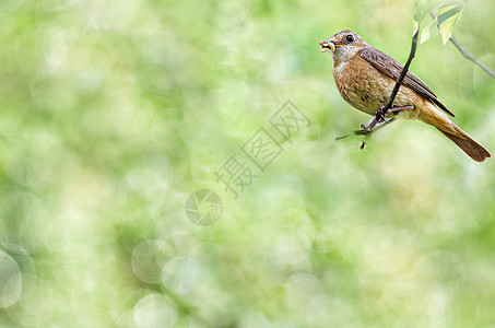 夏天的自然背景是一只鸟坐在树枝上 把昆虫放在它的嘴上 Bokeh有选择性地聚焦图片