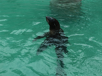密封海豹港口野生动物蓝色冲浪哺乳动物游泳荒野沙丘海滩海岸图片