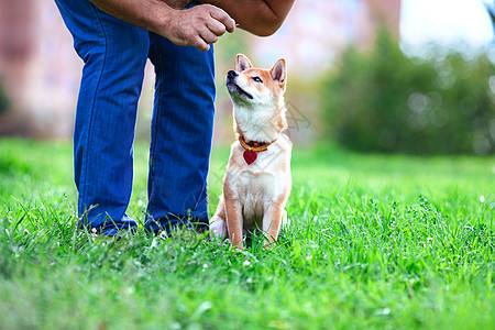 与狗一起的培训学习项圈成人团结友谊犬类运动皮带训练柴犬图片