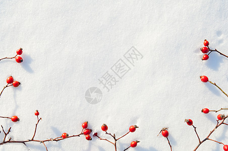 冬季雪底背景 装饰着玫瑰臀浆果荒野宏观植物水果水晶雪花玫瑰臀部纹理白霜图片