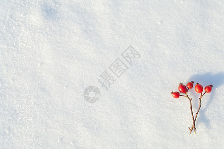 冬季雪底背景 装饰着玫瑰臀浆果水晶荒野季节枝条食物冻结白霜雪花臀部植物图片