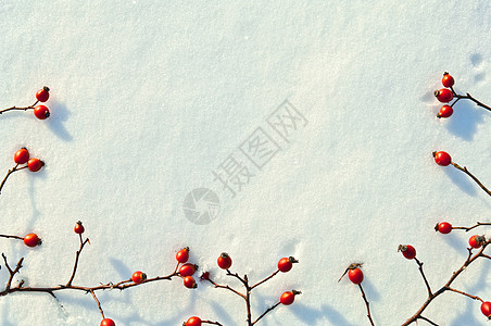 冬季雪底背景 装饰着玫瑰臀浆果水果雪花冻结纹理水晶枝条臀部白霜季节荒野图片