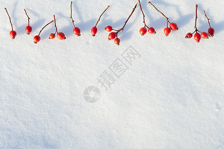 冬季雪底背景 装饰着玫瑰臀浆果白霜枝条水晶宏观水果纹理植物食物冻结臀部图片