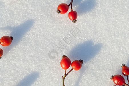 冬季雪底背景 装饰着玫瑰臀浆果水晶宏观季节水果荒野纹理玫瑰雪花冻结枝条图片