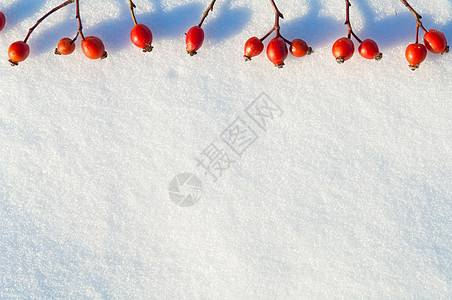 冬季雪底背景 装饰着玫瑰臀浆果臀部荒野纹理宏观植物冻结枝条水晶食物季节图片