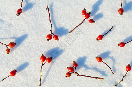 冬季雪底背景 装饰着玫瑰臀浆果水晶荒野宏观冻结植物季节枝条雪花玫瑰水果图片