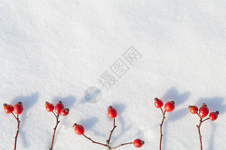 冬季雪底背景 装饰着玫瑰臀浆果植物白霜纹理荒野水晶宏观食物水果雪花玫瑰图片