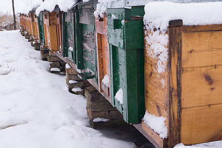 养蜂人在冬天工作殖民地动物成人养蜂业蜂蜜框架蜂窝昆虫职业农业图片