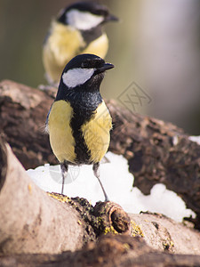 大提特Parus major和鸟类喂食花园黄色动物黑色眼睛荒野木头野生动物翅膀羽毛图片