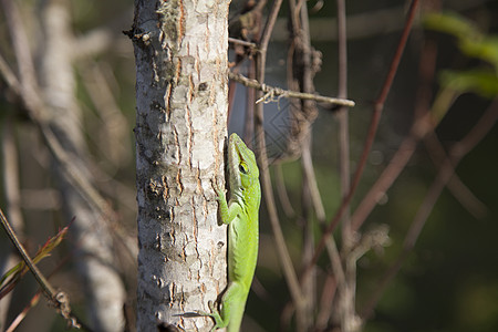 绿色阿诺尔Name森林害虫蜥蜴花园热带食虫野生动物冷血宠物生物图片