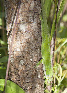 绿色阿诺尔Name食虫害虫森林冷血多样性蜥蜴动物花园皮肤宠物图片