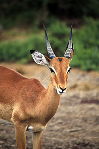 羚羊 Impala公园荒野哺乳动物旅游动物群动物红色野生动物旅行食草图片