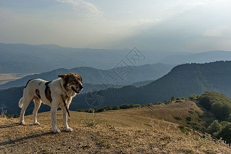 中巴尔干山脉山区地貌和牧羊犬 经图片