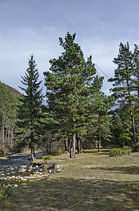 里拉山的美丽景色 森林和伊斯卡尔河松树流动溪流针叶季节天空绿色蓝色运动石头图片