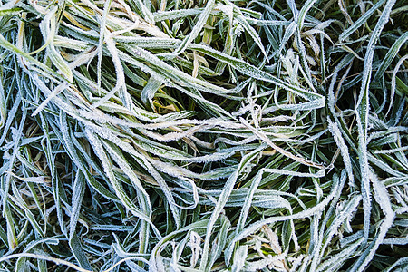 清晨在草地上冻霜植物天气宏观寒意冻结花园场地季节叶子水晶图片