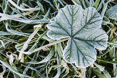 清晨在草地上冻霜季节冻结花园宏观蓝色寒意植物天气水晶场地图片