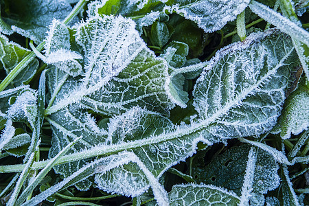 清晨在草地上冻霜植物冻结水晶寒意花园叶子磨砂天气蓝色场地图片