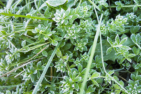 清晨在草地上冻霜蓝色冻结水晶季节植物宏观场地天气寒意磨砂图片