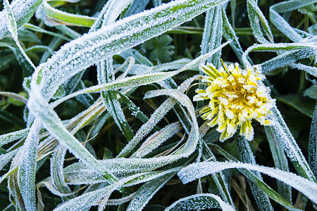 清晨在草地上冻霜场地水晶叶子天气宏观蓝色季节花园磨砂寒意图片