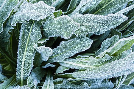 清晨在草地上冻霜花园宏观植物寒意磨砂冻结天气场地季节叶子图片
