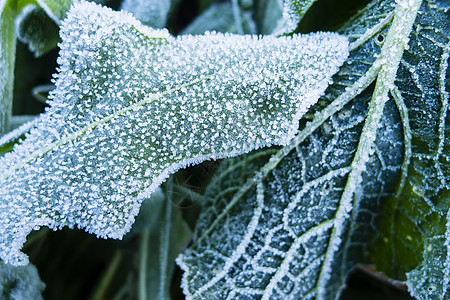清晨在草地上冻霜宏观冻结季节天气植物场地磨砂叶子花园寒意图片