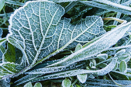清晨在草地上冻霜叶子季节宏观植物花园冻结水晶蓝色场地磨砂图片