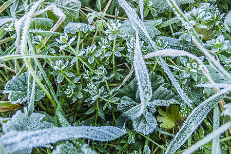 清晨在草地上冻霜宏观蓝色场地天气磨砂植物花园寒意水晶冻结图片