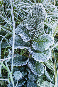 清晨在草地上冻霜天气冻结场地蓝色花园水晶季节叶子植物磨砂图片