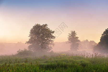 夏天的雾色黎明在沼泽上 早上是福吉沼泽图片