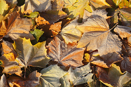 带花霜涂层彩色的秋叶街道染料路缘床单路面排水网格树叶叶子变色图片