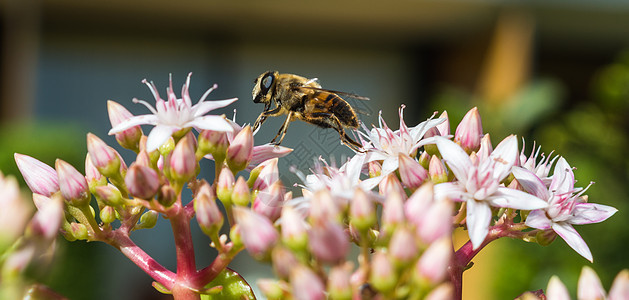 蜂蜜蜂在玉子厂上实现平衡图片