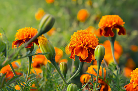 花园的明橙和黄黄色马龙植物学场地文化植物群农业花瓣万寿菊橙子金子荒野图片