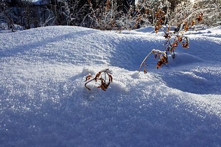 鲜雪与日晒 有冻干的干枯的植物和蓝色的阴影植物群季节雾凇草地水晶天气磨砂场地太阳冻结图片