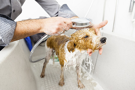 泡一只可爱的狗头发男性浴室浴缸卫生白色棕色动物食物淋浴图片