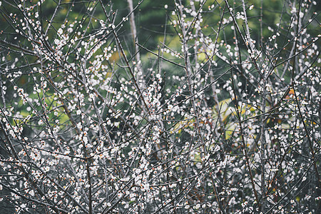 丰盛的李子树小花朵背景图片