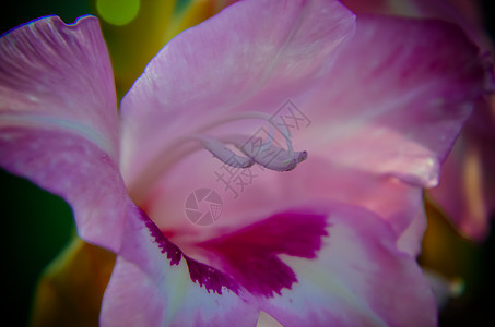 花朵在花园的粉色丽莉雅花园背景花瓣生长花粉背光粉红色植物群百合宏观图片