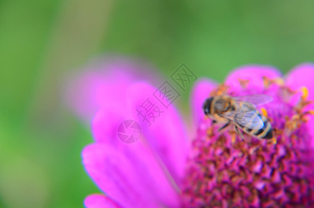 在装饰花朵上采集花粉的蜜蜂宏花蜜昆虫花瓣野生动物植物菊花养蜂业花园叶子蜂蜜图片