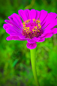 辛尼娅埃列根或古典花朵快乐花园宏观紫色园艺公园花粉花瓣场地季节图片