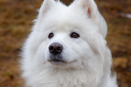 白混血狗犬类哺乳动物眼睛毛皮萨摩耶爪子白色女性宠物舌头图片