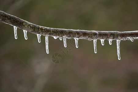 冰冻后冰柱滴落的单枝冰暴植物滴水涂层森林水晶美丽天气冻结季节图片