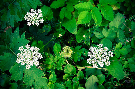 牛欧芹白色夏田花草本植物炭疽病生态伞形花生长植物群野花伞形传单野生动物图片