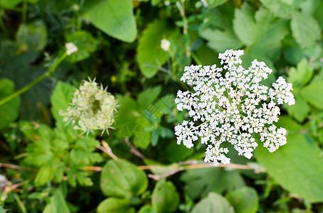 牛欧芹白色夏田花双年展伞形生态花瓣环境花粉墙纸草本植物萼片草地图片