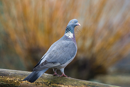 Woodpigeon 塞在木柱上图片