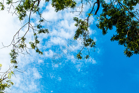 在蓝天背景的罗望子树叶子阳光墙纸热带森林花园植物木头环境蓝色图片