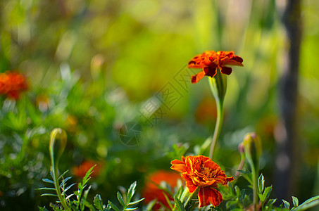 草原上的花朵药品草地花瓣树叶植物群橙子花粉花园草本植物雏菊图片