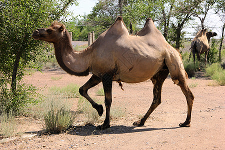 野骆驼农场驼峰干旱旱谷毛皮旅行沙丘哺乳动物剪纸家畜图片